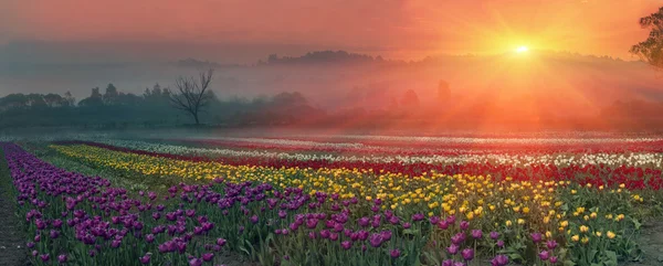 Ogrodowe kwiaty tulipany — Zdjęcie stockowe