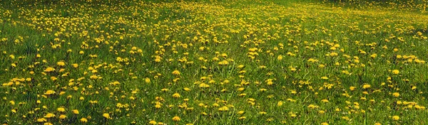 Sommerblumen Löwenzahn — Stockfoto