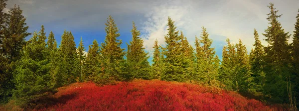 Heldere rode bosbessen in de herfst — Stockfoto