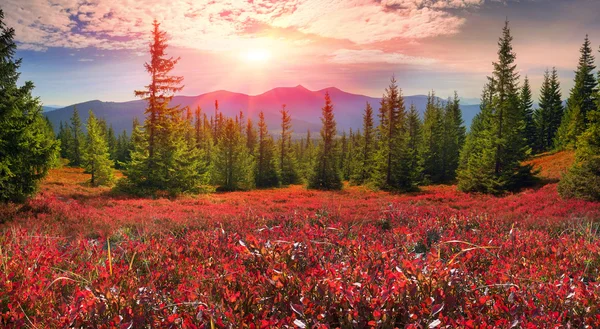 Rojo brillante Arándanos en otoño —  Fotos de Stock