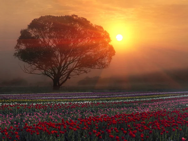 Kvetoucí tulipány v sunrise — Stock fotografie