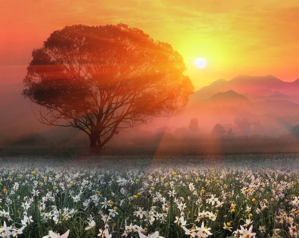 Blühende Tulpen bei Sonnenaufgang — Stockfoto