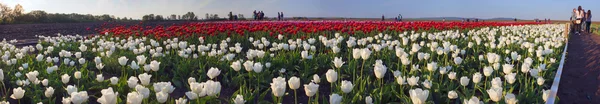 Campo di tulipani nel villaggio Mamaivtsi — Foto Stock