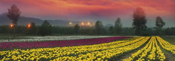 Blommande tulpaner på sunrise — Stockfoto