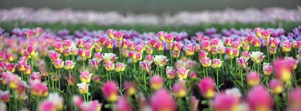 Bellissimi fiori tulipani — Foto Stock