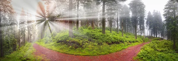 Осінній ялинковий ліс на світанку — стокове фото