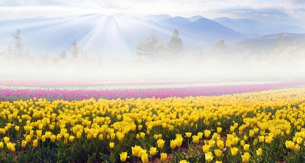 Field of tulips in mountains — Stock Photo, Image