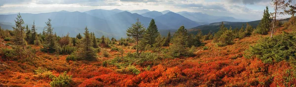 Red Blueberries in mountains — 图库照片