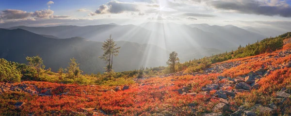 Mirtilos vermelhos nas montanhas — Fotografia de Stock