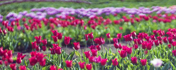 Campo bonito de Tulipas — Fotografia de Stock