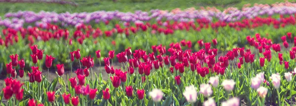Schönes Feld von Tulpen — Stockfoto