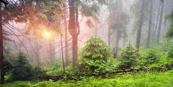 Bosque brumoso en las montañas — Foto de Stock