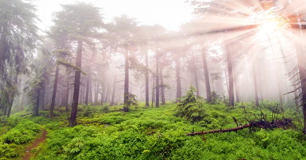 Floresta nebulosa nas montanhas — Fotografia de Stock