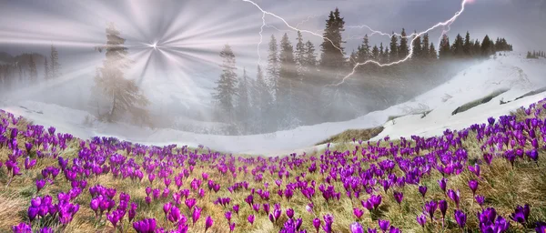 Krokusse blühen im März in den Karpaten — Stockfoto