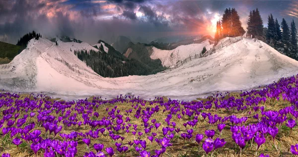 Frühlingsblumen Krokusse — Stockfoto