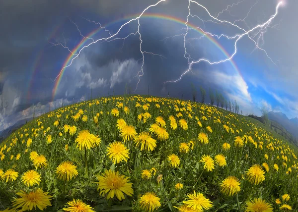 Flores de verão dentes de leão Após a chuva — Fotografia de Stock