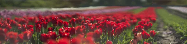 Schönes Feld von Tulpen — Stockfoto