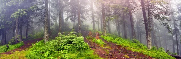 Ködös erdő, a hegyek — Stock Fotó
