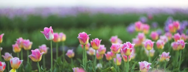 Krásné pole tulipánů — Stock fotografie
