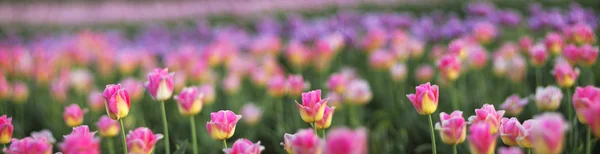 Hermoso campo de tulipanes — Foto de Stock