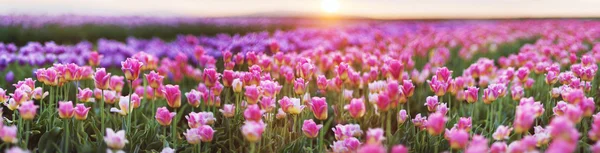 Schönes Feld von Tulpen — Stockfoto