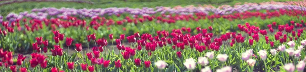 Bellissimo campo di Tulipani — Foto Stock