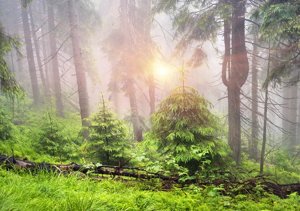 在山中的雾气弥漫的森林 — 图库照片