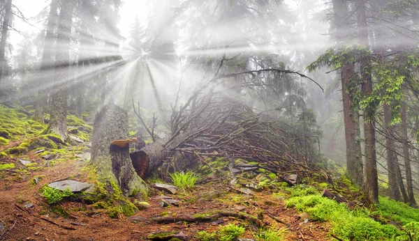 Forêt brumeuse dans les montagnes — Photo