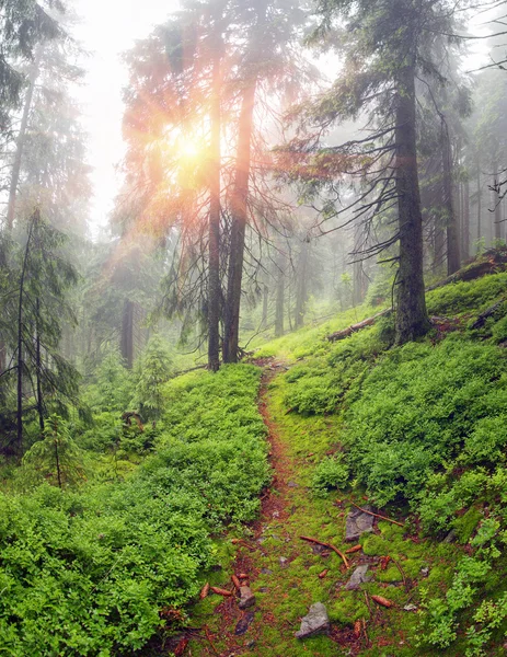 山霧の森 — ストック写真
