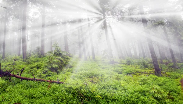 Bosque brumoso en las montañas — Foto de Stock
