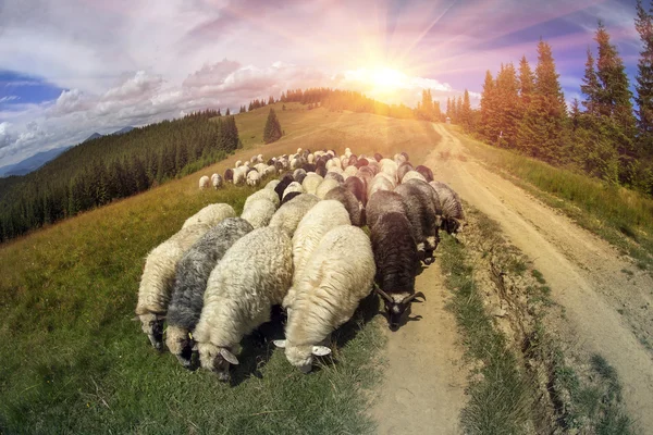Sheep grazing in mountains — Stock Photo, Image