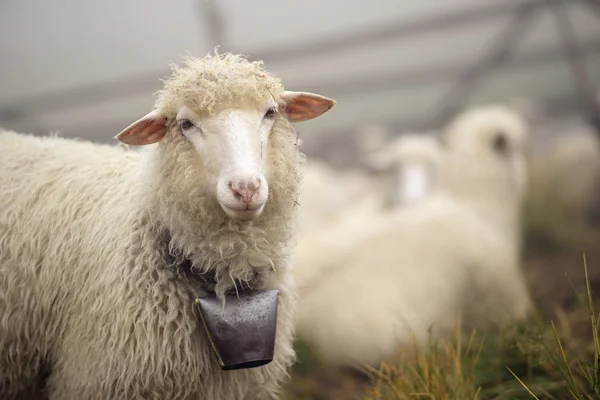 Schapen in de Karpaten — Stockfoto