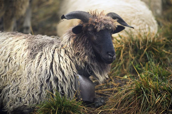 Pecore nelle montagne dei Carpazi — Foto Stock