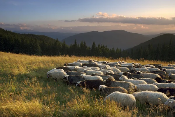 Pastoreio de ovelhas nas montanhas — Fotografia de Stock