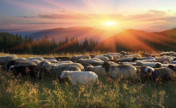 Πρόβατα που βοσκούν στα βουνά — Φωτογραφία Αρχείου