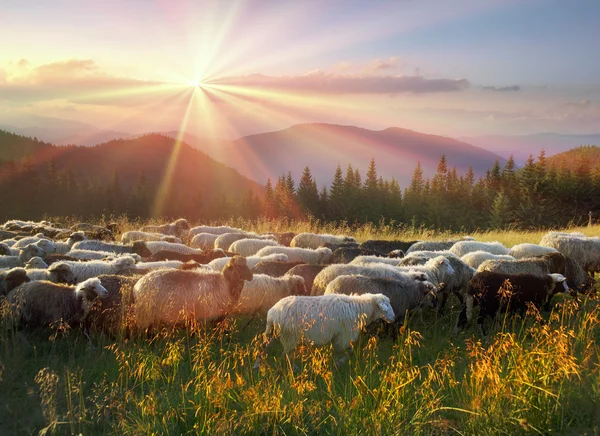 Pâturage des moutons en montagne — Photo