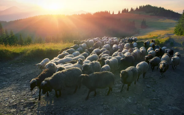 Pecore al pascolo in montagna — Foto Stock