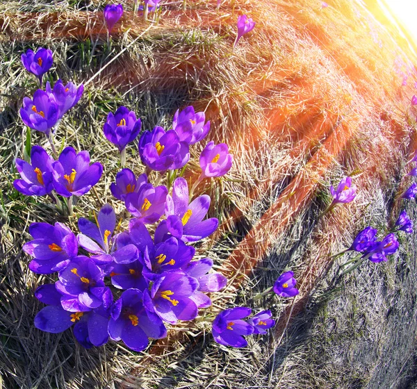 Primavera flores azafrán —  Fotos de Stock
