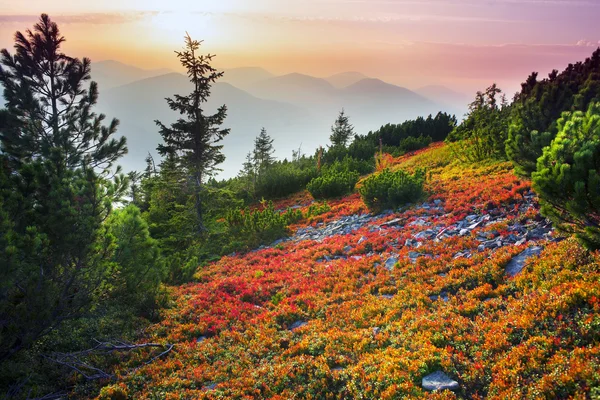 Otoño en las Montañas Cárpatas — Foto de Stock