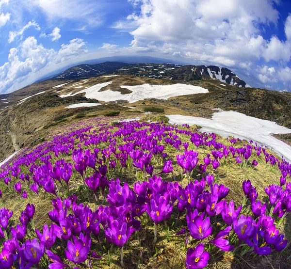 カルパティア山脈のクロッカス — ストック写真
