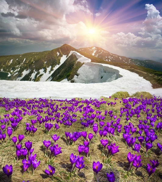 Första stora glädje växa Krokus blommor — Stockfoto