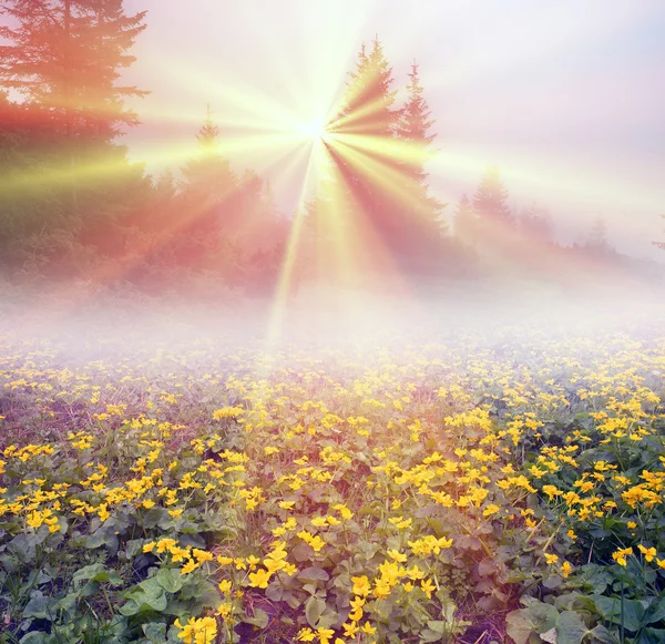 Feld mit blühenden Ringelblumen — Stockfoto