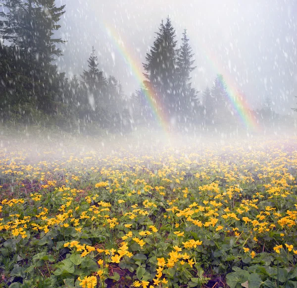 Champ avec fleurs de souci en fleurs — Photo