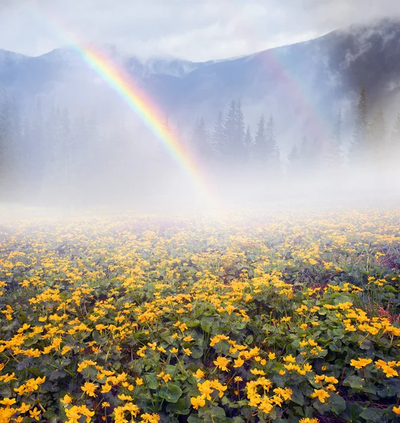 Campo com flores de calêndula florescendo — Fotografia de Stock