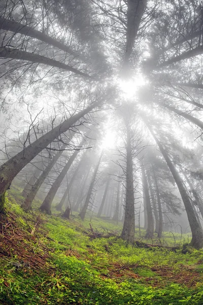 Красивий ліс на сході сонця — стокове фото