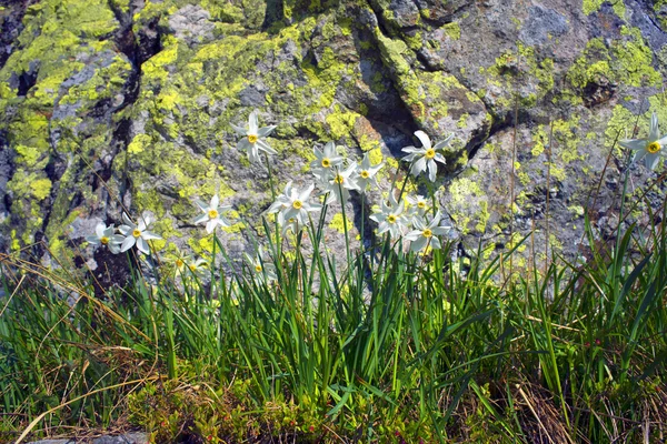 Frühlingsblumen Narzissen — Stockfoto