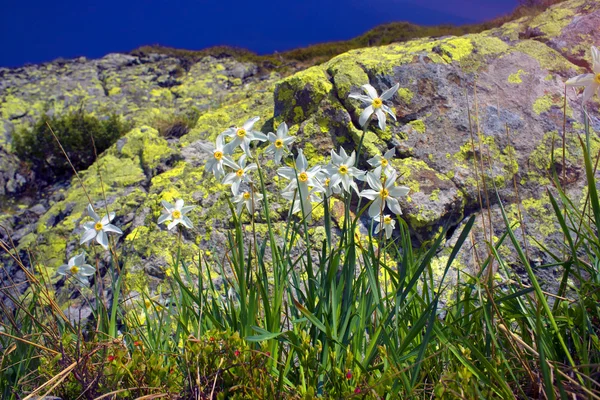 Frühlingsblumen Narzissen — Stockfoto