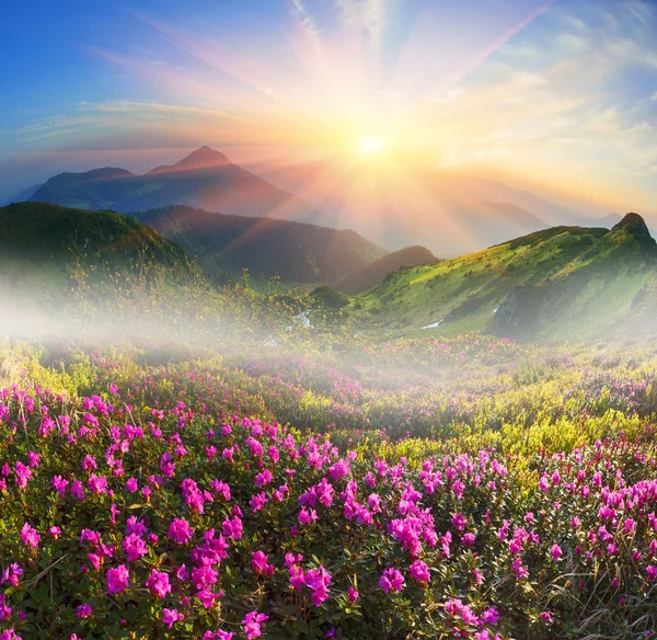 Rododendros florecientes en mayo — Foto de Stock