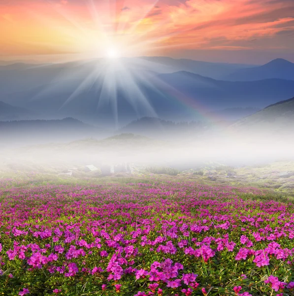 Blooming Rhododendrons in May — Stock Photo, Image