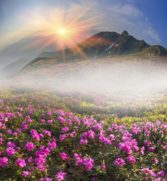 Blooming Rhododendrons in May — Stock Photo, Image